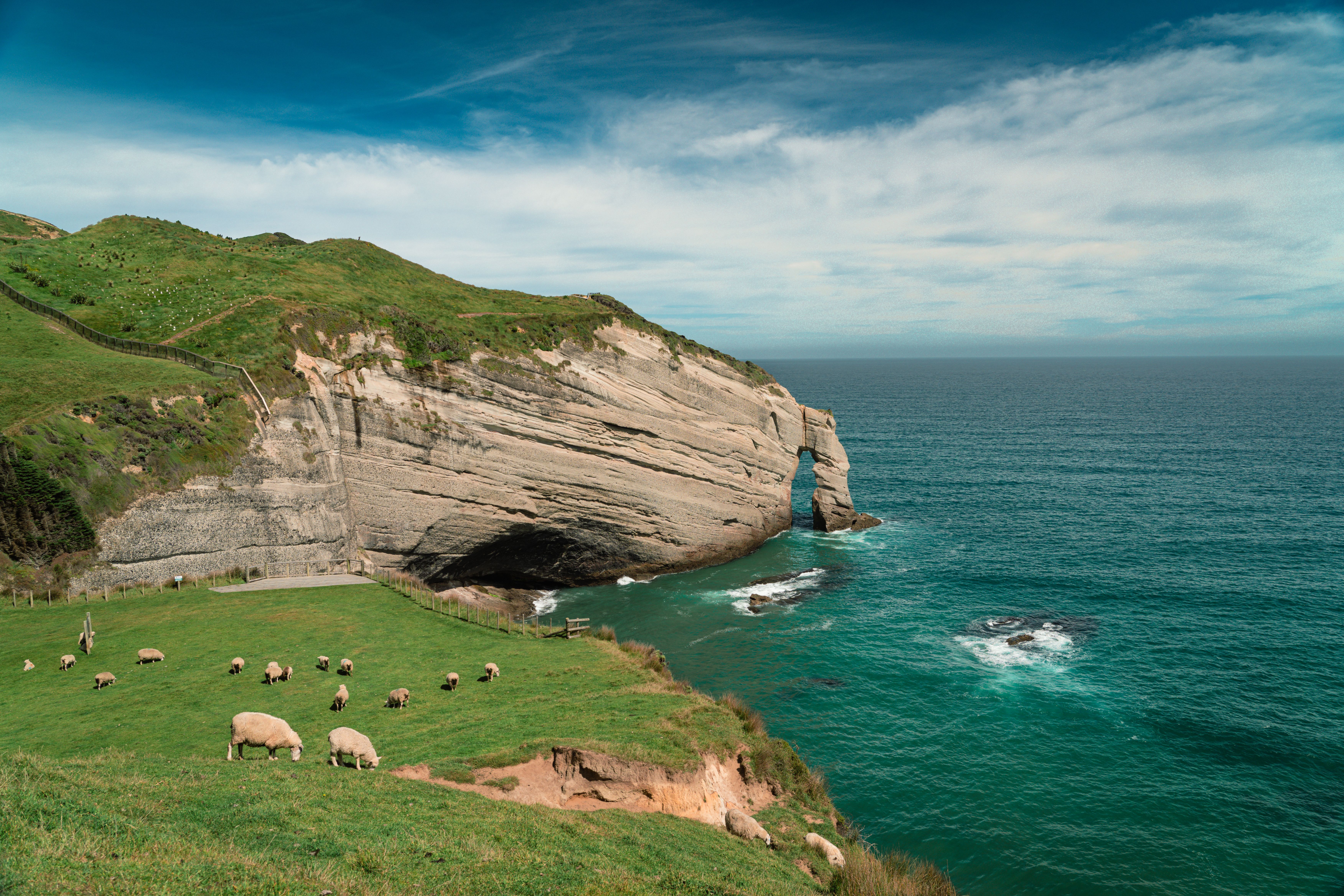 Sheep grazing on coastal cliffs overlooking the ocean in New Zealand.